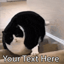 Create a hilarious meme with this editable GIF of a massive, chubby cat effortlessly rolling down the stairs like a fluffy bowling ball. Add your custom text!