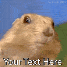 Dun-dun-DUUUN! Add custom text to the iconic Dramatic Chipmunk editable GIF to express pure shock, plot twists, or hilarious sudden realizations.