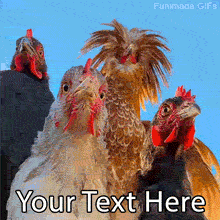 Animated GIF of a funny chicken squad staring down at the camera and rhythmically bobbing their heads. Customize this hilarious meme template with your own text!