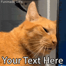 Channel your inner one orange brain cell with this hilarious editable GIF! Add custom text to this sleepy, confused orange cat to share your Monday morning vibes.