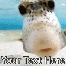 Create a hilarious or sweet meme with this editable GIF of a cute fish kissing the screen. Add your custom caption to this funny underwater meme generator.