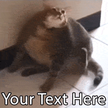 The struggle is real! Customize this hilarious GIF of a chonky cat trying (and failing) to scratch its ear. Add your own funny text to create the perfect relatable meme.