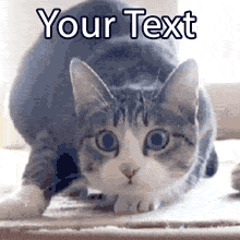 Getting ready to do something chaotic? Customize this classic animated GIF of the famous wiggling cat preparing to pounce with your own funny caption!