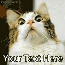 Animated GIF of a fluffy cat with very large, wide eyes, staring intently upwards in shock or awe. An editable meme template for reaction GIFs.