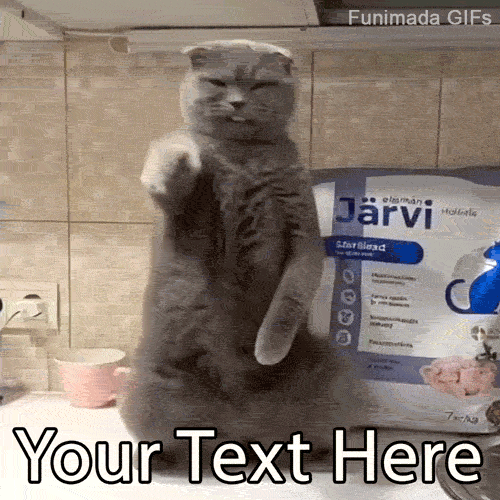Create your own hilarious dancing cat meme! Add custom text to this funny editable GIF of a gray Scottish Fold cat standing on a kitchen counter.