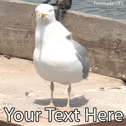 Generate a custom meme instantly! Type your own text over this hilarious real-life video of a seagull tapping its feet and awkwardly dancing by the water.