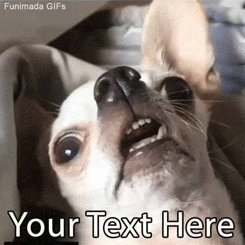 When you accidentally open the front-facing camera! Customize this funny animated GIF of a wide-eyed Chihuahua waking up with your own relatable caption.