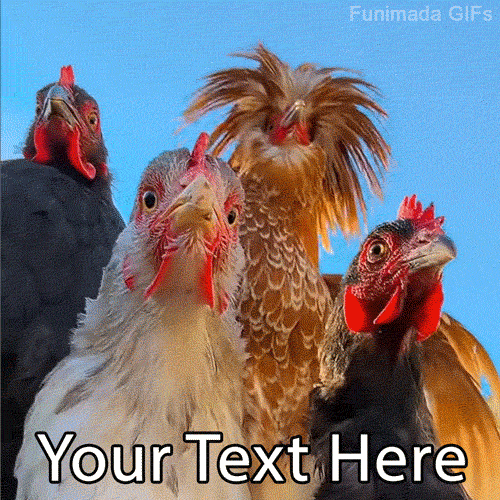 Animated GIF of a funny chicken squad staring down at the camera and rhythmically bobbing their heads. Customize this hilarious meme template with your own text!
