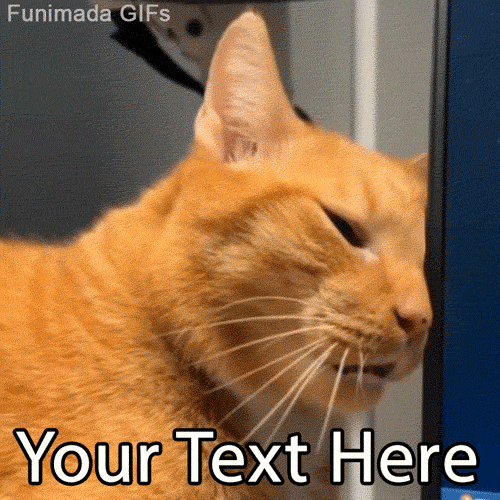 Channel your inner one orange brain cell with this hilarious editable GIF! Add custom text to this sleepy, confused orange cat to share your Monday morning vibes.