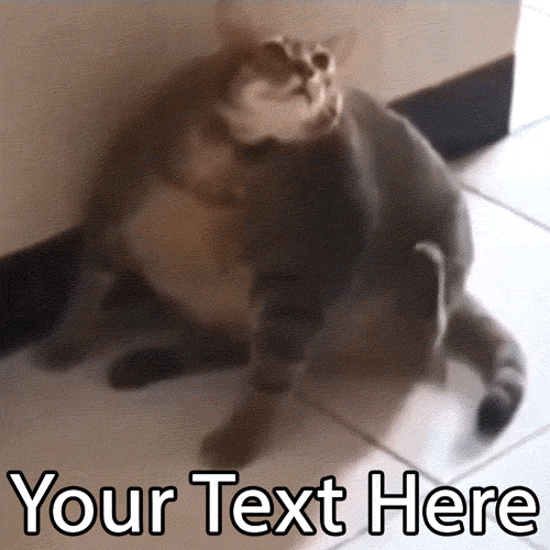 The struggle is real! Customize this hilarious GIF of a chonky cat trying (and failing) to scratch its ear. Add your own funny text to create the perfect relatable meme.