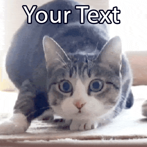 Getting ready to do something chaotic? Customize this classic animated GIF of the famous wiggling cat preparing to pounce with your own funny caption!